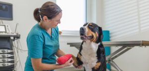 Common Pet Diseases & Prevention