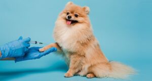 Importance of Regular Vaccination for Pets